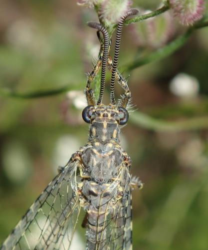 Réf. 158 405 : Distoleon tetragrammicus