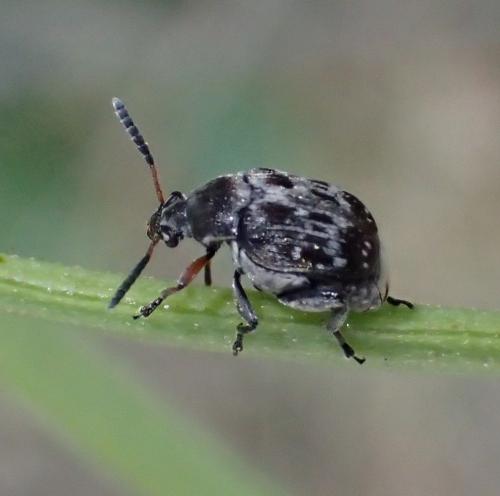 Bruchus affinis