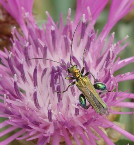 Oedemera nobilis