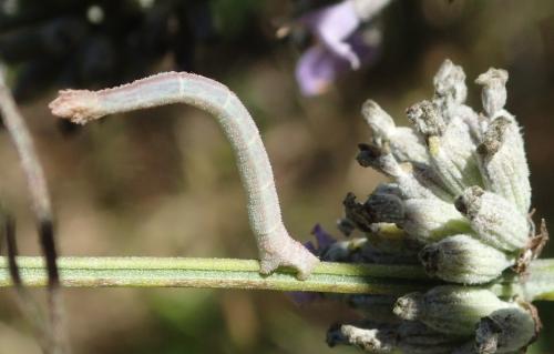 Réf. 158 073 : Phaiogramma etruscaria