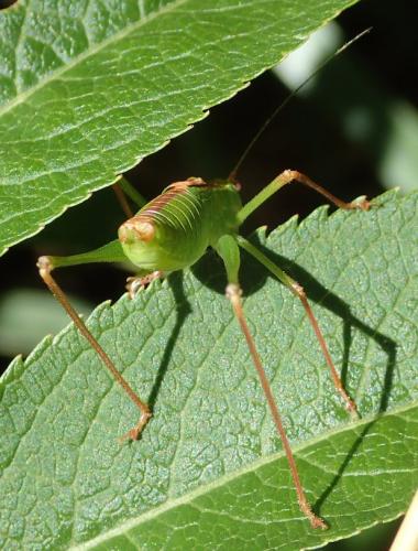 Leptophyes punctatissima