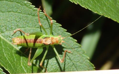 Leptophyes punctatissima