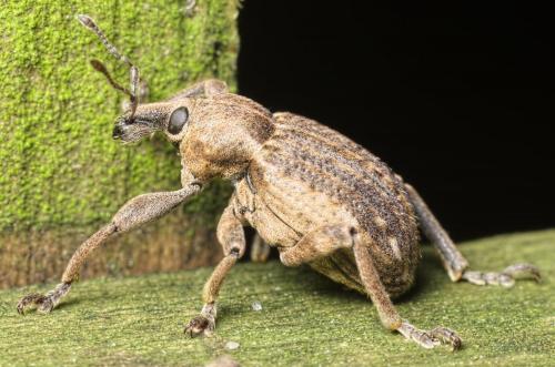 Réf. 158 014 : Brachypera zoilus