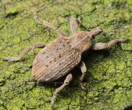 Réf. 158 015 : Brachypera zoilus