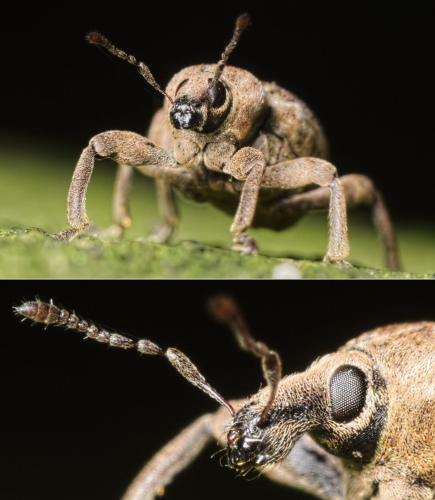 Réf. 158 013 : Brachypera zoilus