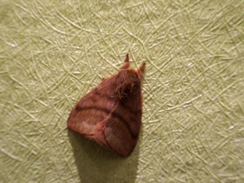 Réf. 158 000 : Hylesia sp.