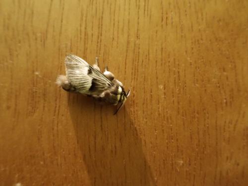 Megalopyge sp.