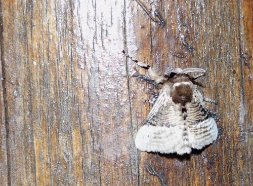 Megalopyge sp.