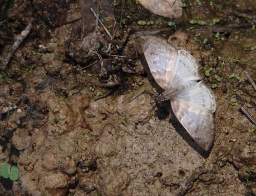 Mylon sp.