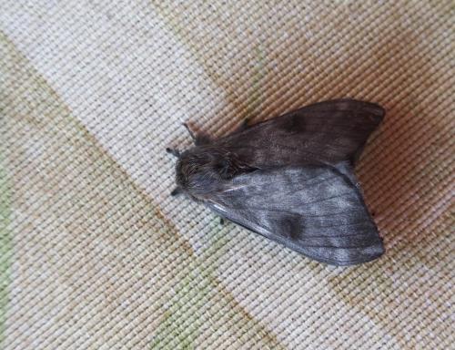 Réf. 158 038 : Hylesia sp.