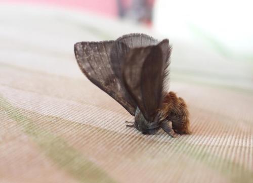 Réf. 158 039 : Hylesia sp.
