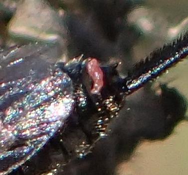 Pimplinae