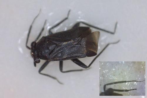 Pachytomella sp.