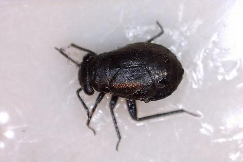 Pachytomella sp.