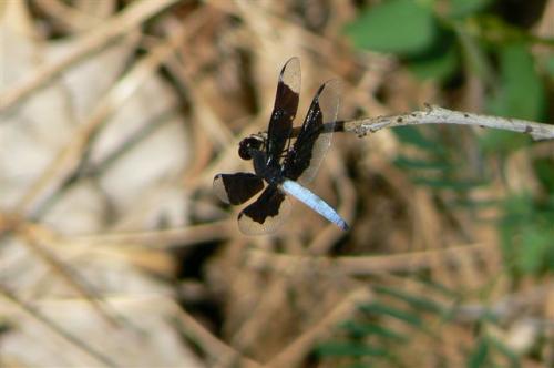 Palpopleura lucia