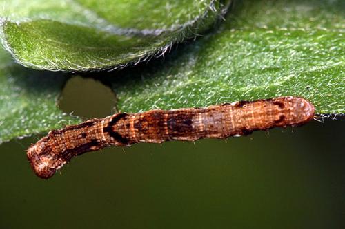Ectropis crepuscularia