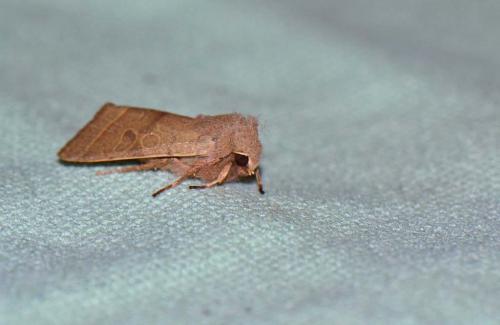 Orthosia cerasi