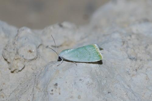 Earias vernana