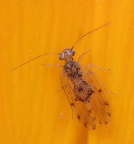 Ectopsocus petersi