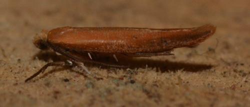 Zelleria hepariella