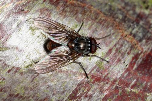 Phaonia subventa