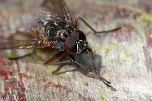 Phaonia subventa