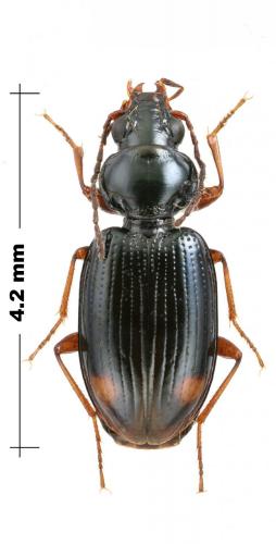 Réf. 158 220 : Bembidion biguttatum