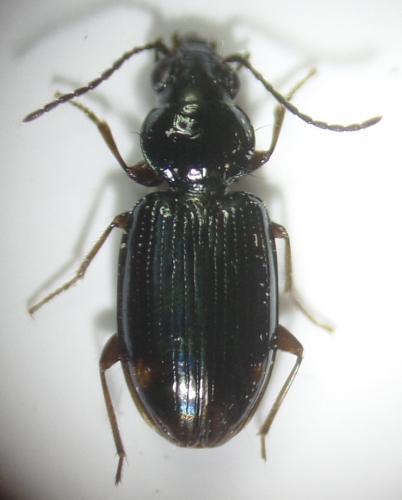 Réf. 158 953 : Bembidion lunulatum