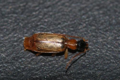 Réf. 158 099 : Demetrias atricapillus