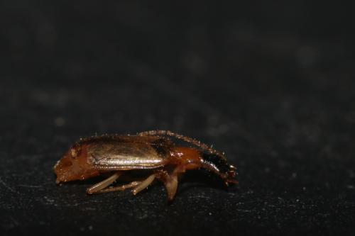 Demetrias atricapillus