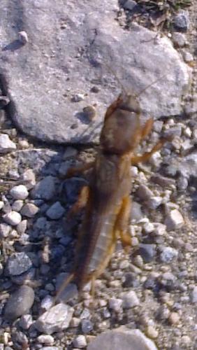 Gryllotalpa sp.