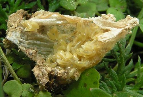 Melittobia acasta
