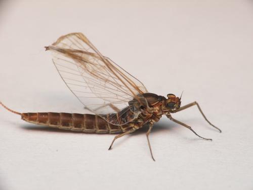 Cloeon sp.