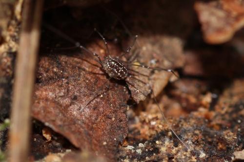 Réf. 158 043 : Leiobunum rotundum