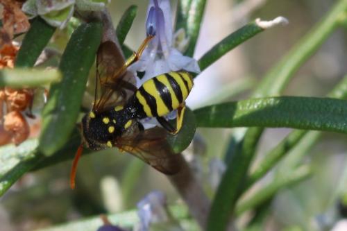 Nomada succincta