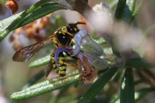 Nomada succincta