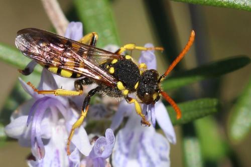 Réf. 158 299 : Nomada succincta
