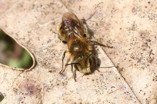 Réf. 158 907 : Osmia sp.