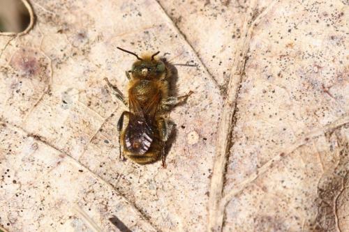 Osmia sp.