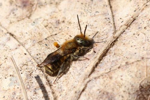 Osmia sp.