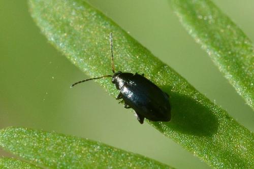 Réf. 158 079 : Phyllotreta sp.