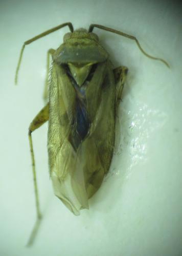 Plagiognathus bipunctatus