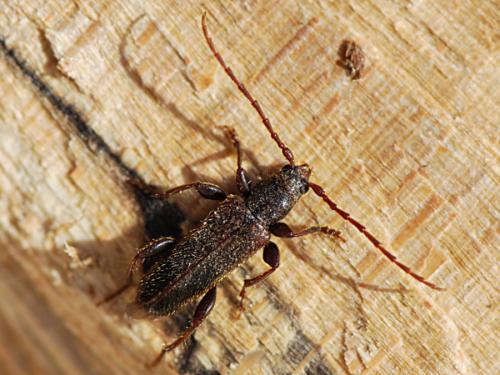 Poecilium pusillum
