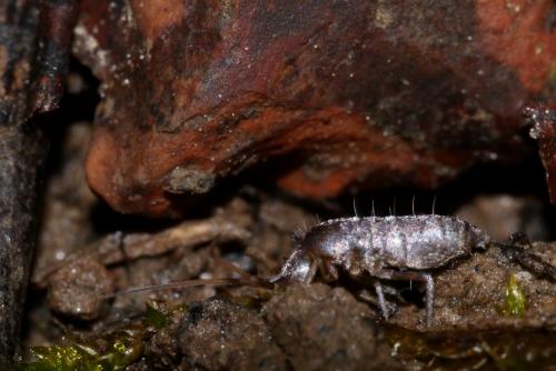 Pogonognathellus flavescens