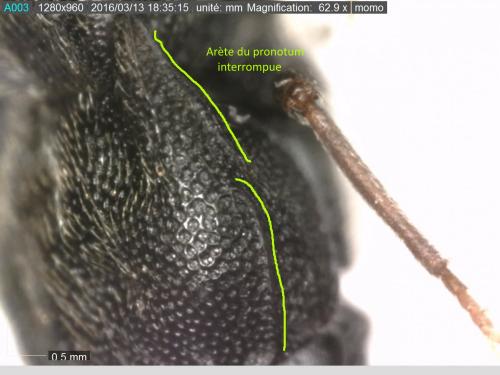 Microrhagus lepidus