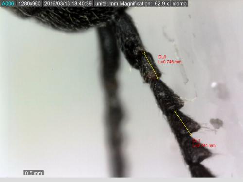 Microrhagus lepidus