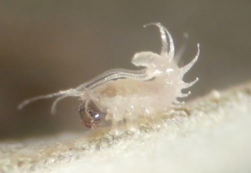 Réf. 158 695 : Cassida vittata