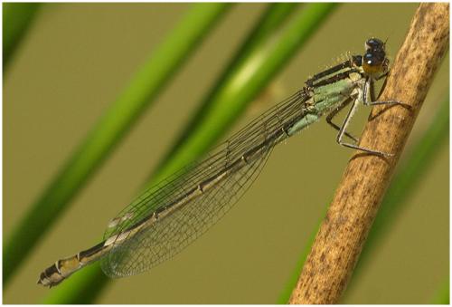 Ischnura elegans