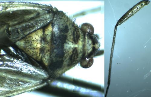 Hoplomachus thunbergii