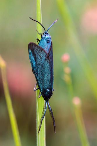 Jordanita sp.